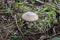 Panther fly agaric. Mushroom of the genus Amanita of the family Amanitaceae. Close-up