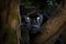 panther hiding behind tree, eyes focused on prey