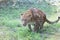 Panther hunting in safari. Leopard safari, India.