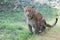 Panther hunting in safari. Leopard safari, India.