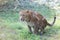 Panther hunting in safari. Leopard safari, India.