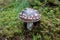 Panther mushroom in the forest