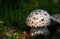 A panther mushroom or a pearl mushroom in nature stands in the shade in the meadow in autumn