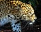Panther: Panthera pardus