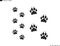 Panther paw print. Isolated paw prints on white background