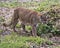 Panther stock photo. Image. Portrait. Picture. Foraging in forest. Wild animal. Bokeh background. Foliage foreground