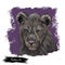 Panthera leo watercolor portrait in closeup. Mammal with black furry coat, feline animal. Predator from wild environment drawing