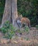 Panthera pardus: Leopard in the wild forest of Rajaji National Park, India