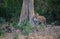 Panthera pardus: Male leopard cub in the wild forest of Rajaji National Park, India