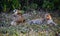 Panthera pardus: pair of male leopard cubs in the wild forest of Rajaji National Park, India