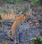 Panthera pardus: Portrait of male leopard cub in the wild forest of Rajaji National Park, India