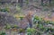 Panthera pardus: Portrait of male leopard cub in the wild forest of Rajaji National Park, India