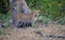 Panthera pardus: Portrait of male leopard cub in the wild forest of Rajaji National Park, India