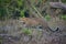 Panthera pardus: Portrait of male leopard cub in the wild forest of Rajaji National Park, India