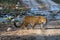 Panthera pardus: Portrait of male leopard cub in the wild forest of Rajaji National Park, India