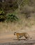 Panthera tigris tigris, Royal Bengal Tiger Stalking