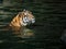 Panthera yellow with black stripped tiger swimming in river
