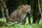 PANTHERE DU SRI LANKA panthera pardus kotiya