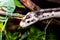 Pantherophis Obsoleta or Rat Snake