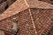 Pantiles - House roof with clay tiles in Bologna Italy