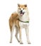 Panting Akita Inu standing in front of a white