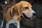 Panting beagle dog at summer. Tongue illness mouth open breath