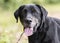 Panting Black Labrador Retriever Dog with gray muzzle and slight cataracts