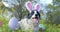 Panting border collie dog wearing bunny ears for Easter. Outside laying in grass and flowers with Easter eggs