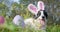 Panting border collie dog wearing pink bunny ears for Easter. Outside laying in grass with Easter eggs