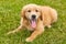 Panting brown golden retriever puppy resting in lawn