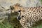 Panting Cheetah Cat with His Mouth Open and Ruffled Fur