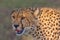 Panting Cheetah, Head Portrait, Masai Mara, Kenya