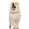 Panting chow chow standing and looks up