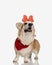 panting corgi wearing headband looking up to side