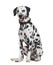 Panting Dalmatian dog wearing a collar, isolated on white