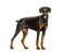 Panting Doberman dog standing against white background