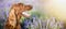 Panting dog in a lavender field - banner