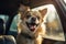 Panting dog locked inside a car in summer.