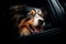 Panting dog locked inside a car in summer.