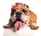 Panting english bulldog with fresh flowers headband lying