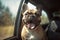 Panting French Bulldog dog locked inside a car in summer. Generative AI