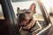 Panting French Bulldog dog locked inside a car in summer. Generative AI