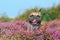 Panting French Bulldog dog with tongue sticking out sitting in a field of purple blooming heather `Calluna vulgaris` plants