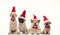 Panting group of little santa claus dogs wearing christmas hats