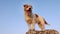 Panting jack russell terrier standing on a rock, outdoor happy pet dog