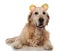 Panting labrador with colored bear ears headband lies