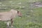 Panting lioness, Ngorongoro Crater, Tanzania