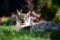 Panting longhair cat outdoors in summer heat