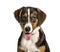 Panting Mixed-breed dog between a border collie and a malinois looking at camera against white background