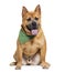 Panting Mixed breed dog between a chow-chow and American Bully, wearing a green scarf, isolated on white